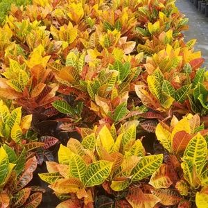 Meet your Posher, Naomi